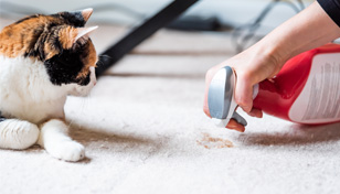 cleaning up pet stain on carpet